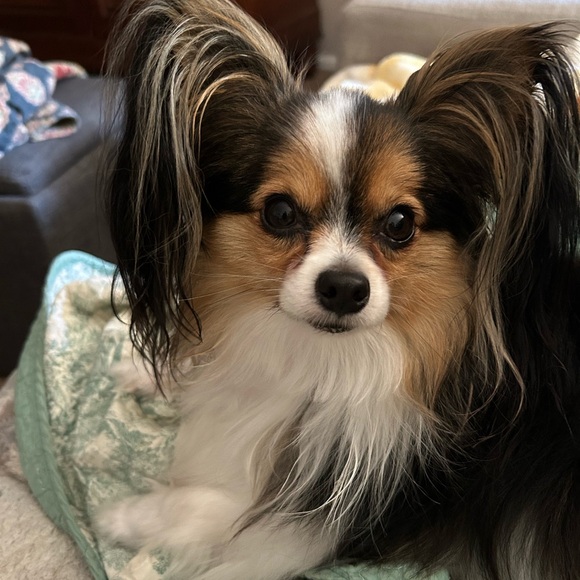 Meet your Posher, Nancy - Picture 6 of 10